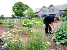 Kitchen Garden with herbs